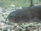 6A: Aquaculture Around the World