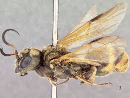 Attēlu rezultāti vaicājumam “Stemonitopsis hyperopta var. landewaldii young”