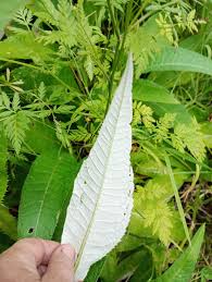 Attēlu rezultāti vaicājumam “Cirsium acaule leaf”