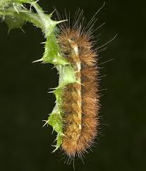 Attēlu rezultāti vaicājumam “Spilosoma lutea imago”