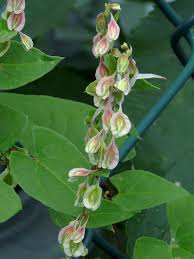 Attēlu rezultāti vaicājumam “Fallopia dumetorum”