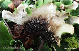 Attēlu rezultāti vaicājumam “Peltigera leucophlebia”