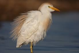 Attēlu rezultāti vaicājumam “Bubulcus ibis”