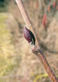 Attēlu rezultāti vaicājumam “Alnus incana bud”