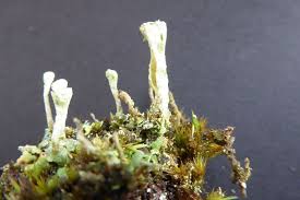 Attēlu rezultāti vaicājumam “Cladonia deformis”