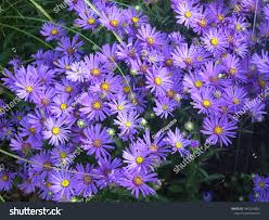 Image result for Aster amellus