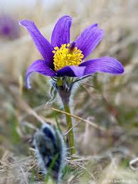 Image result for Kuhschelle