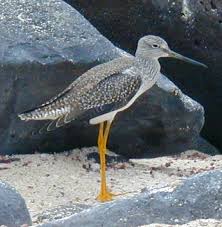 Image result for Tringa melanoleuca