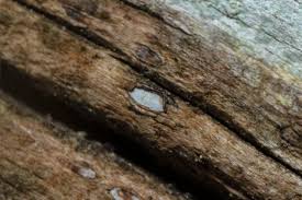 Attēlu rezultāti vaicājumam “Propolis farinosa”