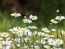 Image result for Chrysanthemum leucanthemum