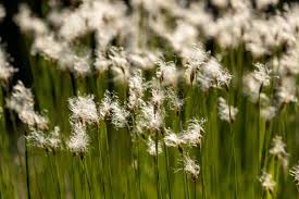 Attēlu rezultāti vaicājumam “Trichophorum alpinum fruit”