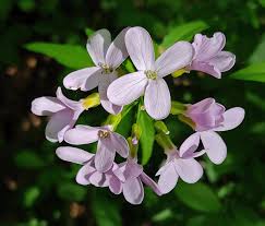 Attēlu rezultāti vaicājumam “Cardamine bulbifera flower”