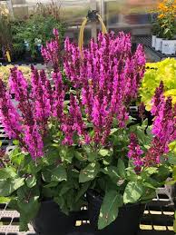 Image result for Salvia nemorosa