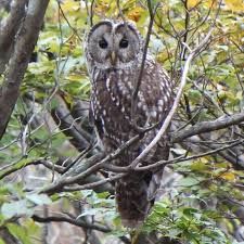 Attēlu rezultāti vaicājumam “Strix uralensis adult”