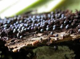 Attēlu rezultāti vaicājumam “Lamproderma arcyrioides stalked”