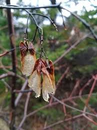 Attēlu rezultāti vaicājumam “Acer tataricum subsp. ginnala bud”