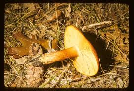 Attēlu rezultāti vaicājumam “Tricholomopsis rutilans”