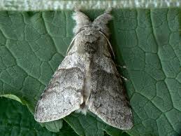 Attēlu rezultāti vaicājumam “Calliteara pudibunda”