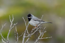 Image result for Sylvia rueppelli