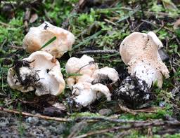 Attēlu rezultāti vaicājumam “Hydnum repandum”