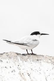 Image result for Sterna dougallii