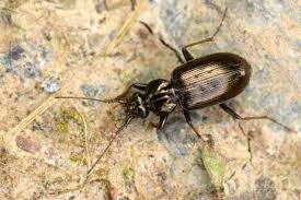 Attēlu rezultāti vaicājumam “Loricera pilicornis”