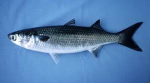 Image result for Liza ramada