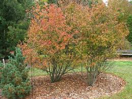 Attēlu rezultāti vaicājumam “Amelanchier spicata”