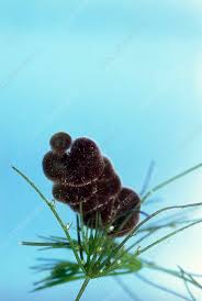 Attēlu rezultāti vaicājumam “Batrachospermum moniliforme”