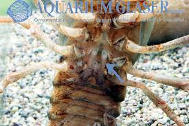 Attēlu rezultāti vaicājumam “Astacus astacus”