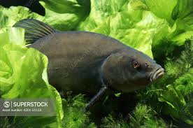 Image result for Tinca tinca