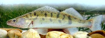 Image result for Sander lucioperca