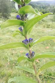 Attēlu rezultāti vaicājumam “Gentiana cruciata flower”