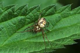 Attēlu rezultāti vaicājumam “Metellina segmentata”