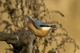 Image result for Sitta europaea