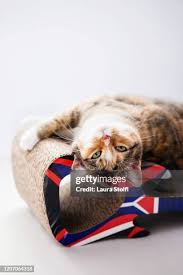 Image result for Cat sleeping in guitar
