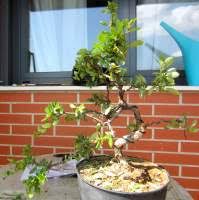 Attēlu rezultāti vaicājumam “Pseudobryum cinclidioides cells”