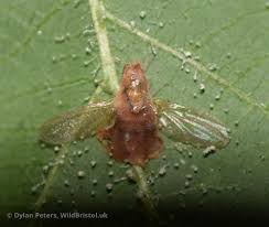 Attēlu rezultāti vaicājumam “Entomophthora”