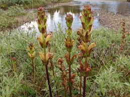 Attēlu rezultāti vaicājumam “Pedicularis sceptrum-carolinum flower”