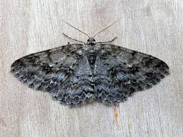 Attēlu rezultāti vaicājumam “Ectropis crepuscularia”