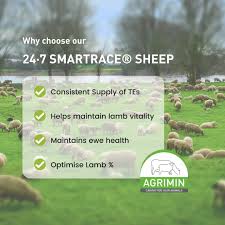 Image result for Teamsheep