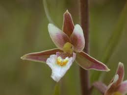 Attēlu rezultāti vaicājumam “Epipactis palustris flower”