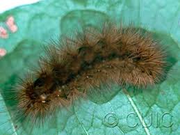 Attēlu rezultāti vaicājumam “Phragmatobia fuliginosa”