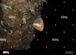 Attēlu rezultāti vaicājumam “Coenonympha arcania underside”