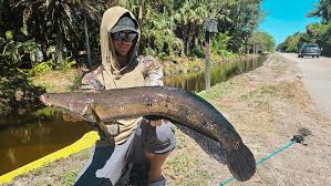 Image result for Moxostoma hubbsi