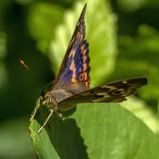 Attēlu rezultāti vaicājumam “Apatura ilia male”