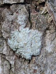 Attēlu rezultāti vaicājumam “Lecanora albella”