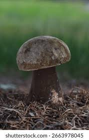 Attēlu rezultāti vaicājumam “Porphyrellus porphyrosporus”