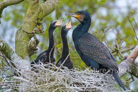 Attēlu rezultāti vaicājumam “Phalacrocorax carbo adult”