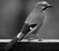 Attēlu rezultāti vaicājumam “Garrulus glandarius”